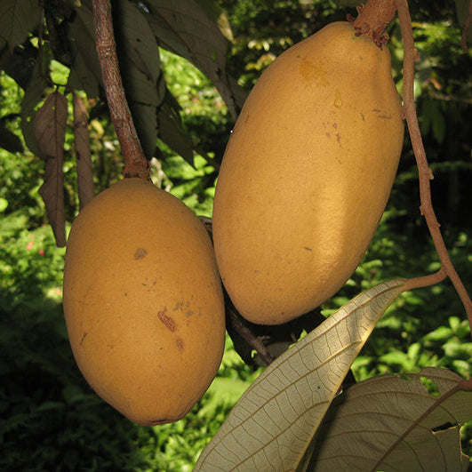 Cupui Fruit Plants (Theobroma Subincanum)