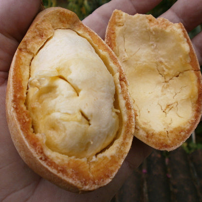 Cupui Fruit Plants (Theobroma Subincanum)
