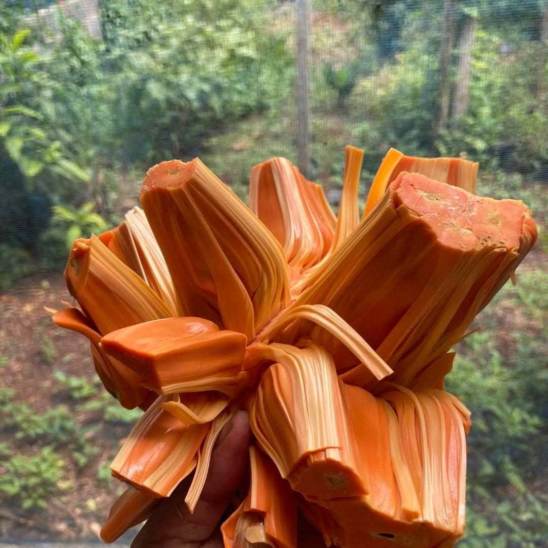 Super Red Jack Live PLant (Artocarpus heterophyllus)
