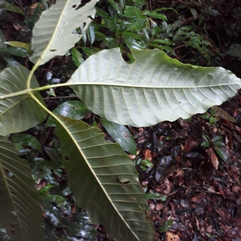 Macoubea guianensis Live Pant (Macoubea guianensis)