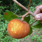 Guapeva Fruit Plant ( Pouteria Venosa )