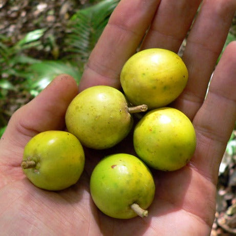 Sweet Aguai Live Plant (Chrysophyllum viride )