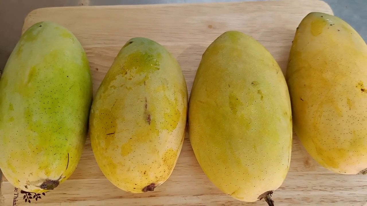 Dasheri Mango fruit Plant (Mangifera Indica)