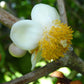 African Mammee Apple Fruit Plant (Mammea africana): A Valuable Tropical Treasure