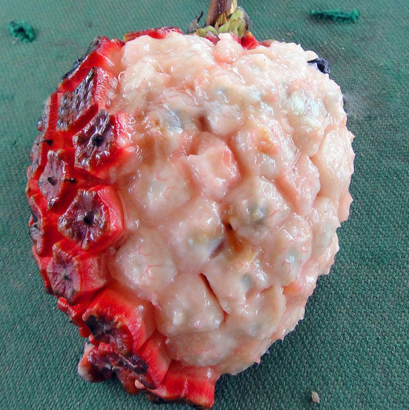 Cherry Sugar Apple Fruit Plant (Duguetia phaseoloides)