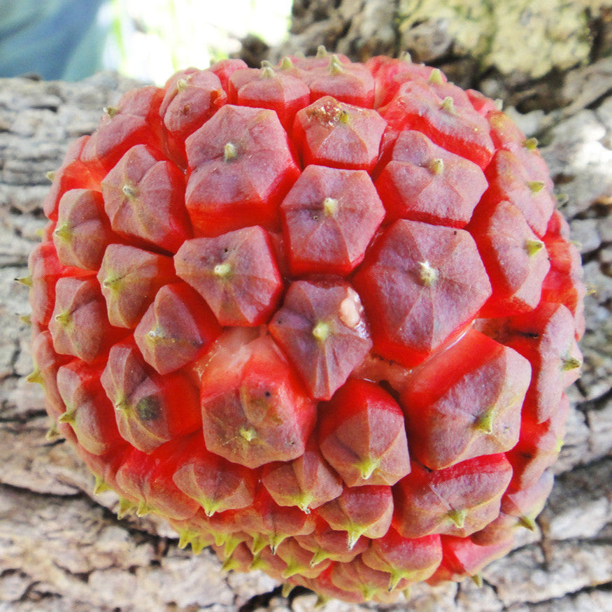 Cherry Sugar Apple Fruit Plant (Duguetia phaseoloides)
