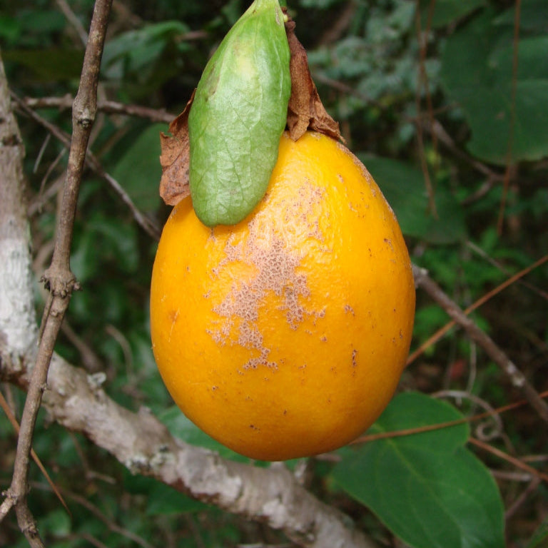 Bell Apple Fruit Plant (Passiflora nitida)
