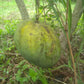 Firangi Laddua Mango Live Plant  (Mangifera indica)