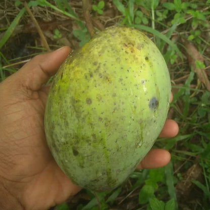 Firangi Laddua Mango Live Plant  (Mangifera indica)