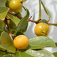 Yellow Strawberry Guava Live Palnt (Psidium Cattleianum)