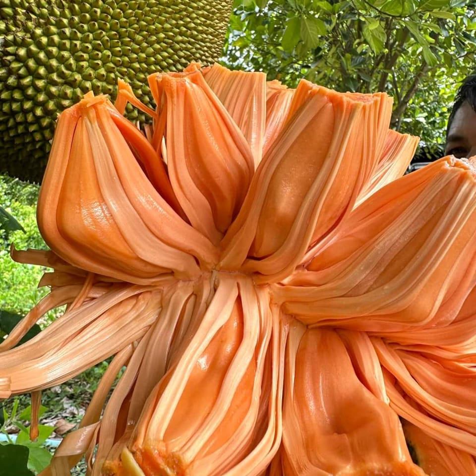 Super Red Jack Live PLant (Artocarpus heterophyllus)