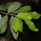 Syzygium travancoricum Live Plant