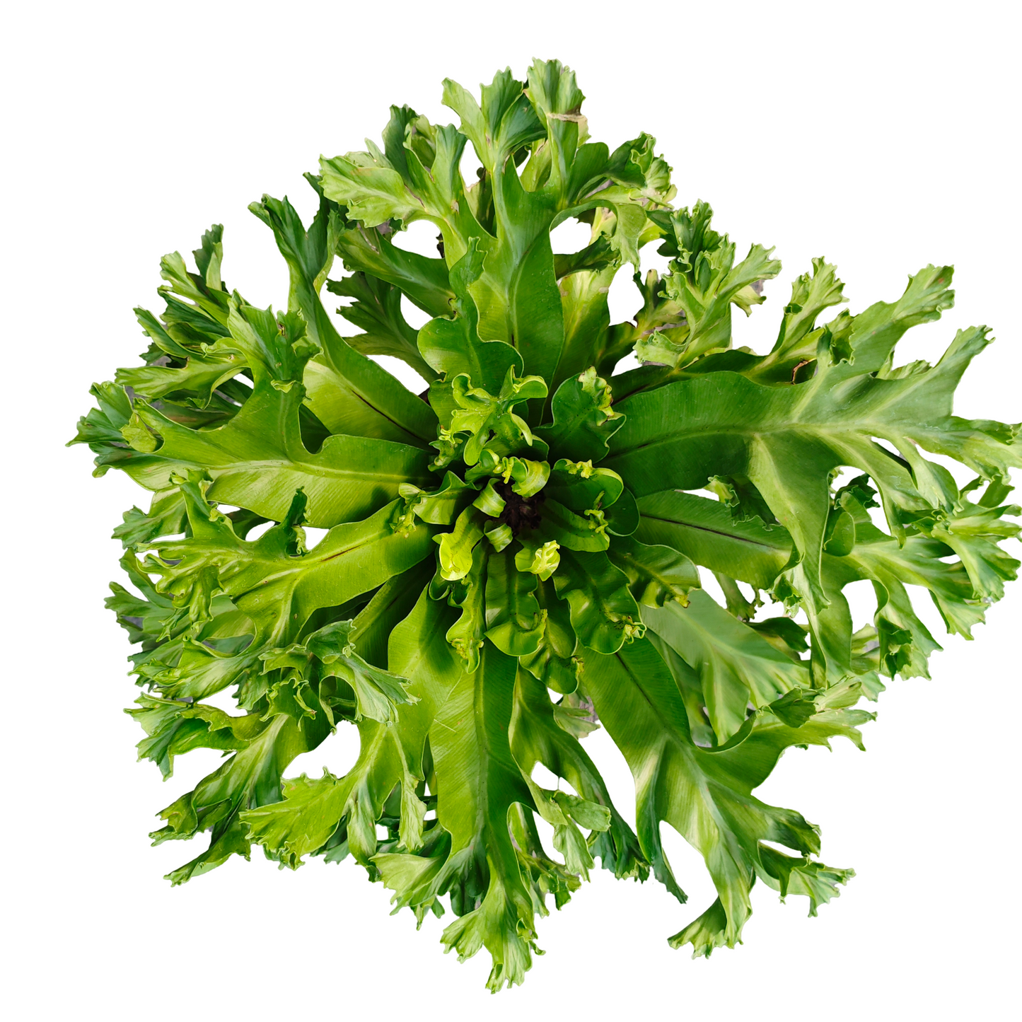 birds nest fern leslie The 'Leslie' Bird's Nest Fern Live Plant – veliyathgardens