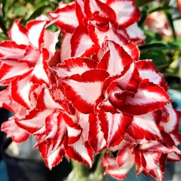 Adenium Ferrari Grafted Plant