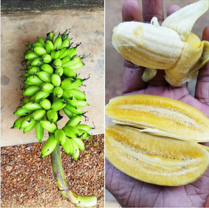 Pisang Berlin Banana (Musa acuminata)