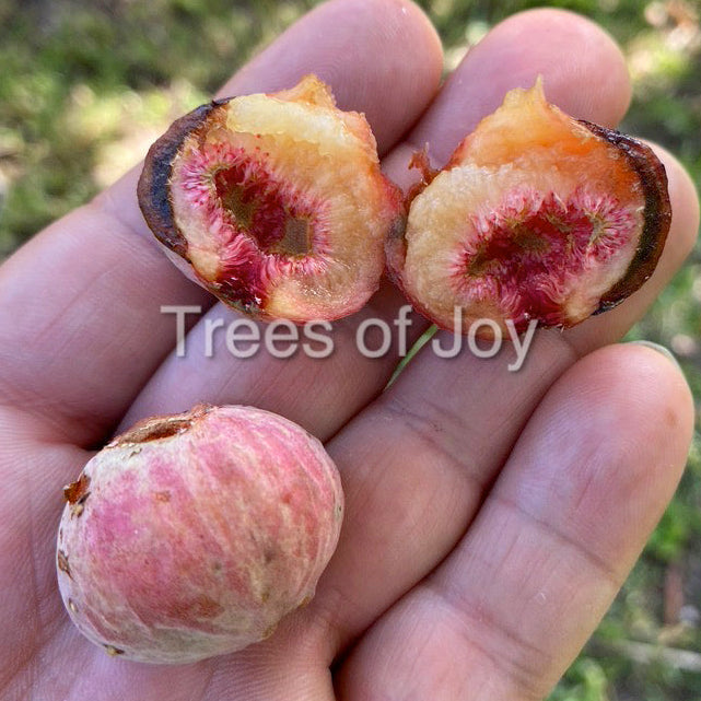 The Sycamore Fig Live Plant (Ficus sycomorus)