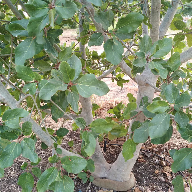 The Sycamore Fig Live Plant (Ficus sycomorus)