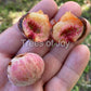 The Sycamore Fig Live Plant (Ficus sycomorus)
