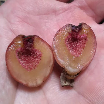 The Sycamore Fig Live Plant (Ficus sycomorus)