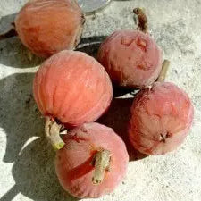 The Sycamore Fig Live Plant (Ficus sycomorus)