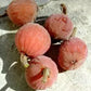 The Sycamore Fig Live Plant (Ficus sycomorus)