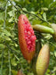 Finger Lime (Citrus australasica) Fruit Plant