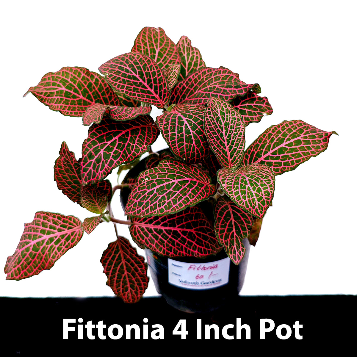 Fittonia Nerve Plant (Fittonia albivenis)