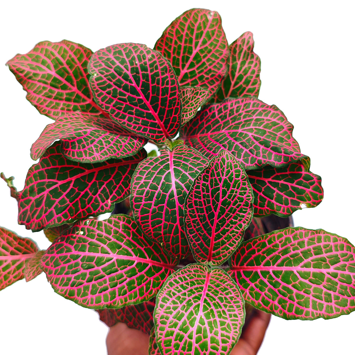 Fittonia Nerve Plant (Fittonia albivenis)