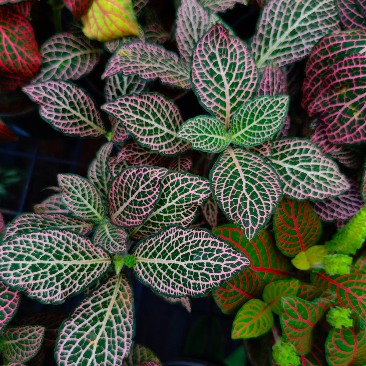 Fittonia Nerve Plant (Fittonia albivenis)