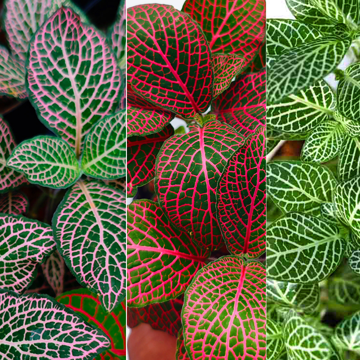 Fittonia Nerve Plant (Fittonia albivenis)