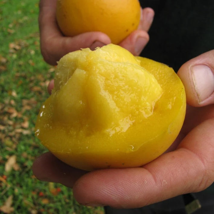 Gamboge Fruit Plant (Garcinia xanthochymus)