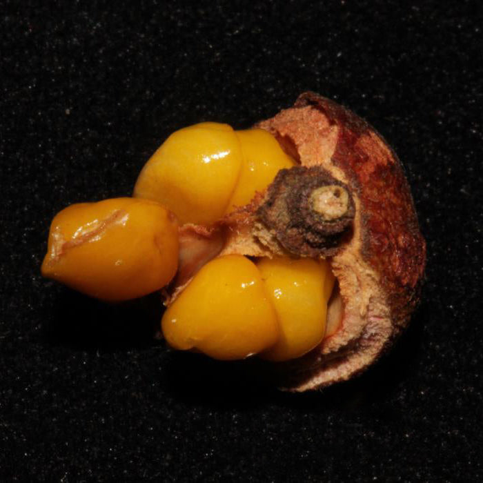 Golden Tampoi Fruit Plant (Baccaurea bracteate)