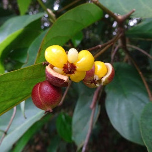 Golden Tampoi Fruit Plant (Baccaurea bracteate)