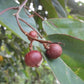 Golden Tampoi Fruit Plant (Baccaurea bracteate)