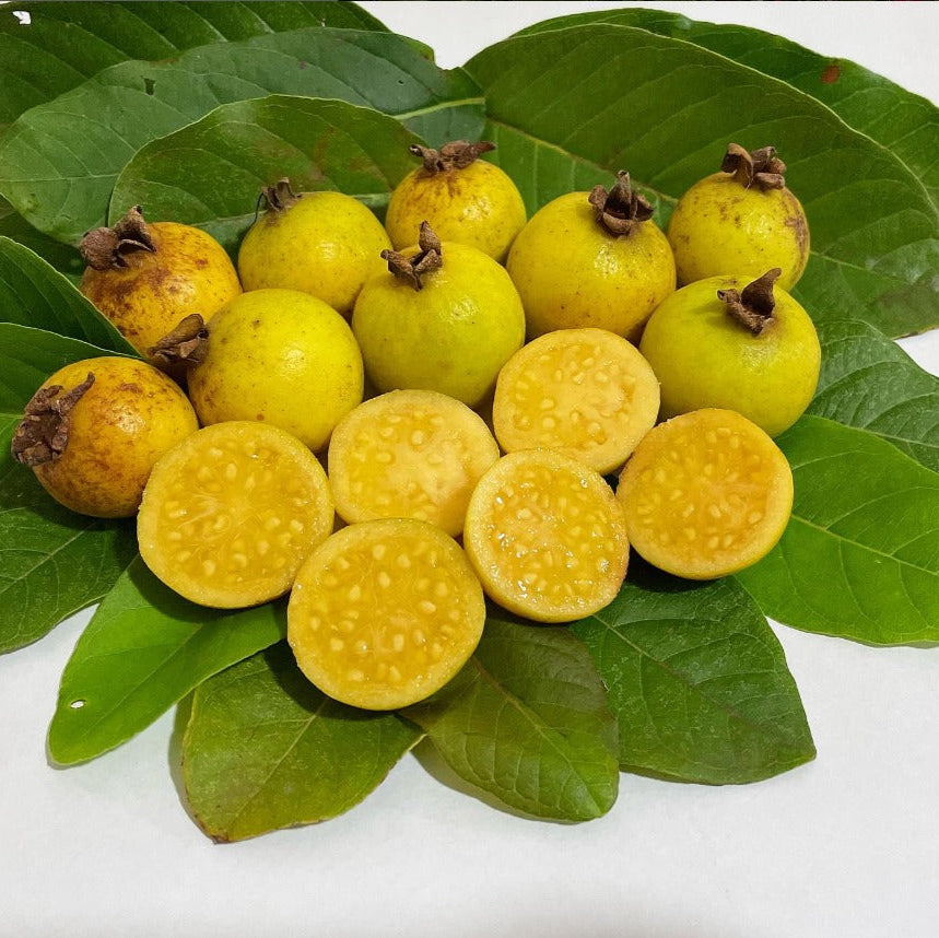 Grape Guava Live Plant (Pdium guineense)