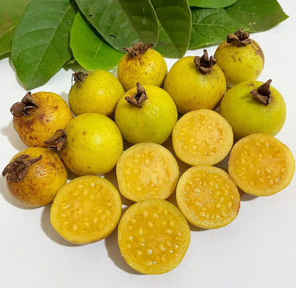 Grape Guava Live Plant (Pdium guineense)