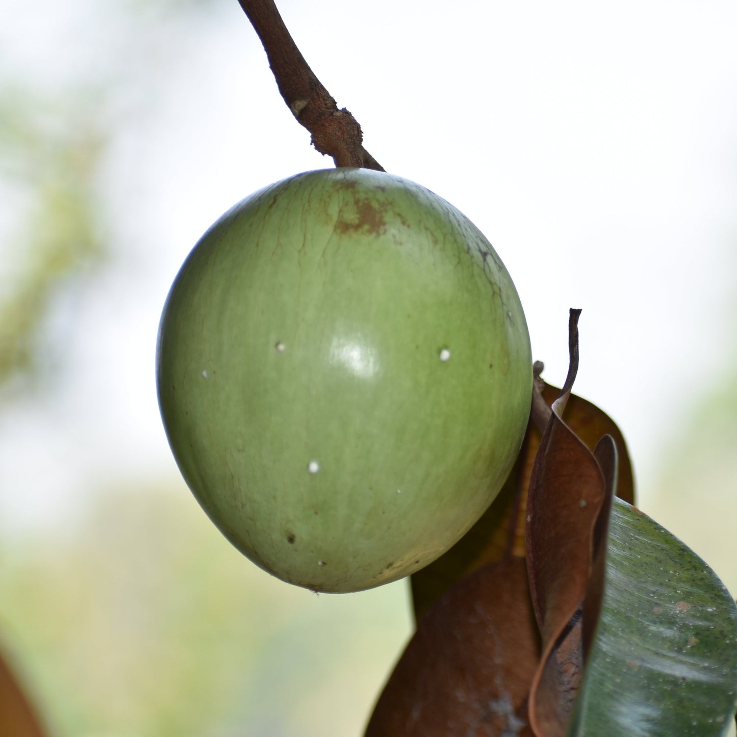 Green Star Apple Fruit Plants  ( Chrysophyllum Cainito )