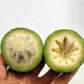 Green Star Apple Fruit Plants  ( Chrysophyllum Cainito )