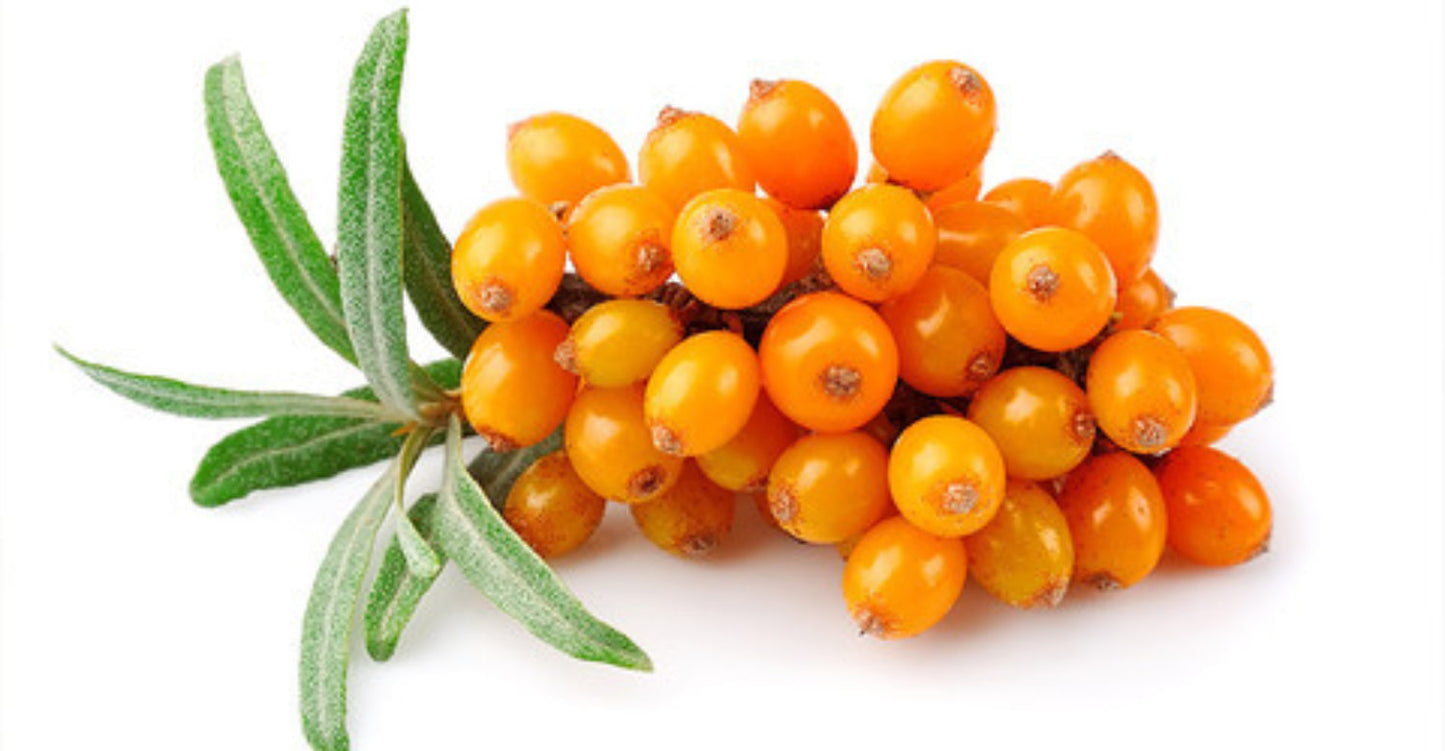 Sea Buckthorn Live Plant (Hippophae rhamnoides)