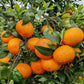 Honey Mandarin Orange Fruit Plant  (Citrus reticulata)
