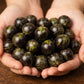 Honey Syrup Jaboticaba (Plinia sp)