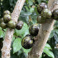 Honey Syrup Jaboticaba (Plinia sp)