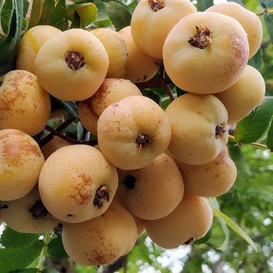 Service Tree Live Plant (Sorbus domestica)
