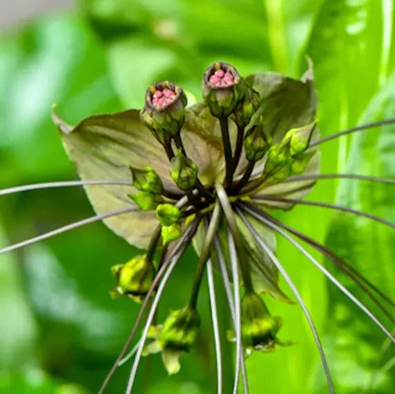 Bat Flower Live Plant (Tacca chantrieri)