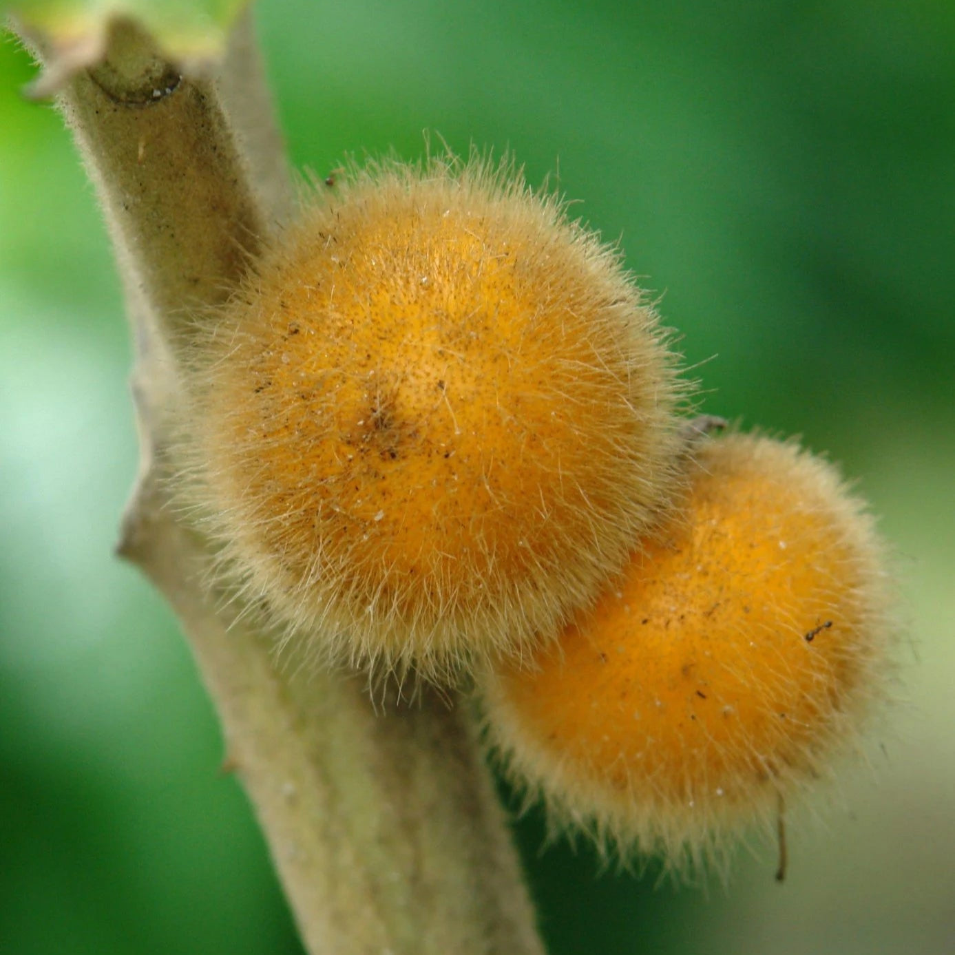Coconilla Fruit Plant (Solanum stramoniifolium)