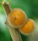 Coconilla Fruit Plant (Solanum stramoniifolium)