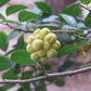 Annona maritima Live Plant (Annona maritima )