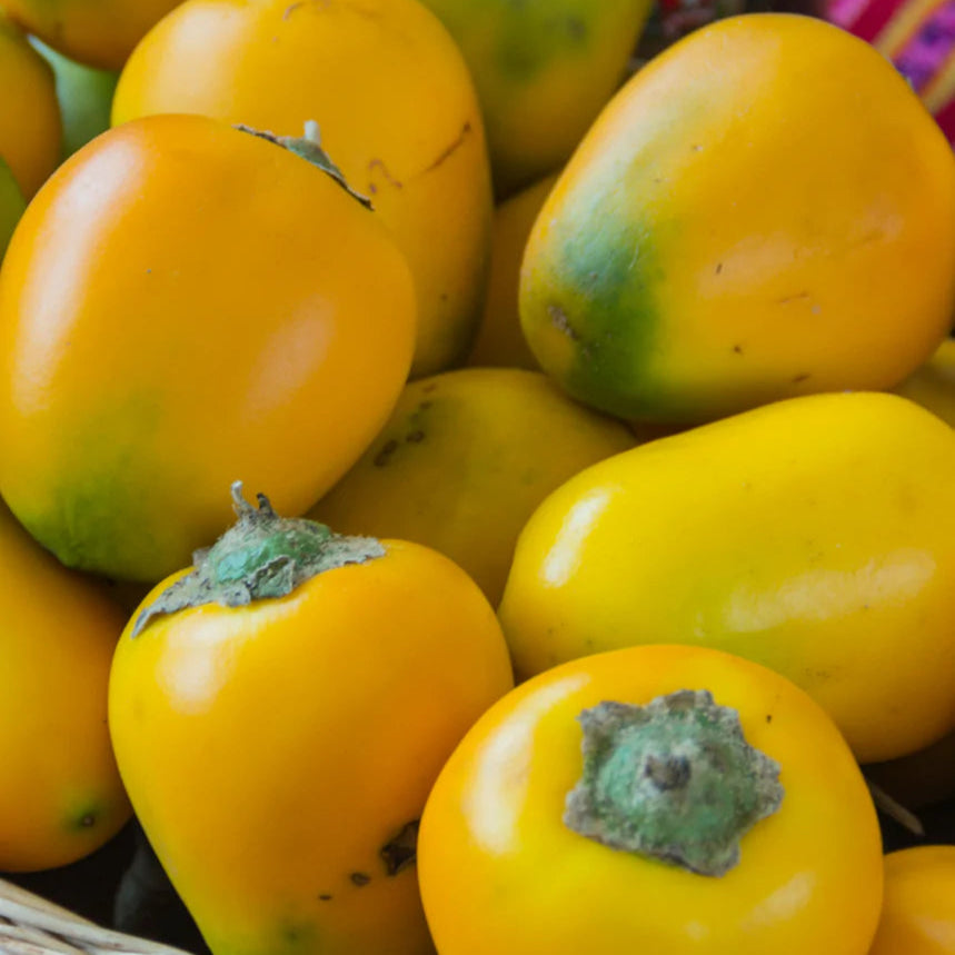 Cocona Fruit live Plant (Solanum sessiliflorum)
