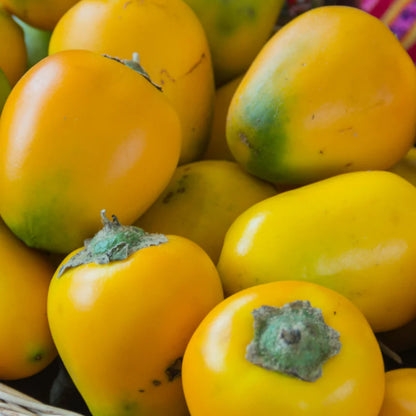 Cocona Fruit live Plant (Solanum sessiliflorum)