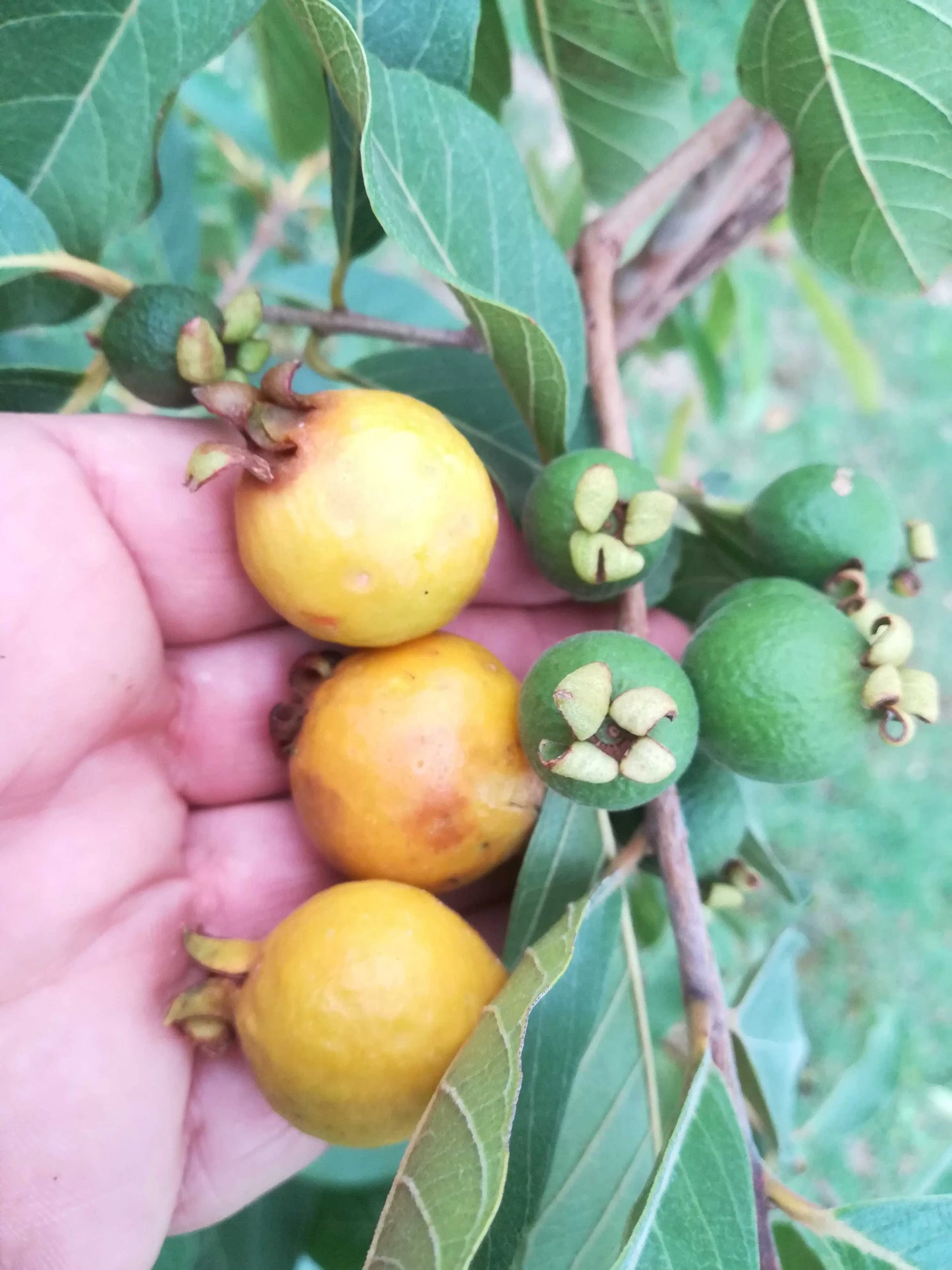 Grape Guava Live Plant (Pdium guineense)